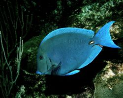 A calm cool collected Blue Tang by Peter Foulds 
